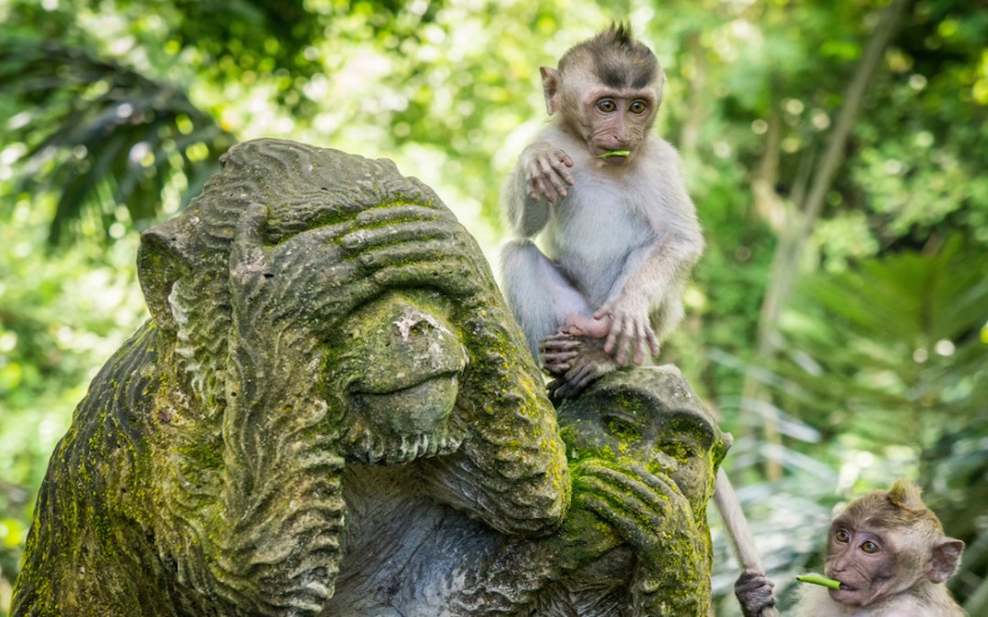 غابة القرود في بالي